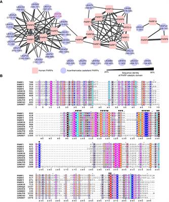 Novel anti-Acanthamoeba effects elicited by a repurposed poly (ADP-ribose) polymerase inhibitor AZ9482